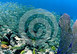 School of silver grunts or tropical fish