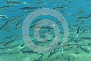 A school of small fish in Adriatic Sea