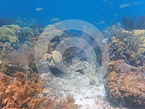 School of small fish in corals