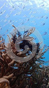 School of small fish and soft coral and crinoid