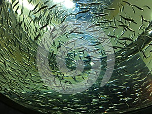 A school of small fish swimming in a large tank.
