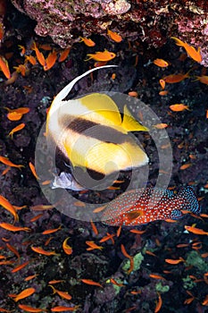 School of small fishes and bannerfish swimming near coral reefs
