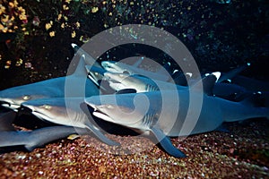 School of small white tip sharks on the sea floor