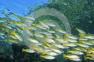 School of Snapper