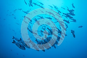 A school of Snappers