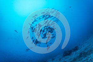 A school of Snappers