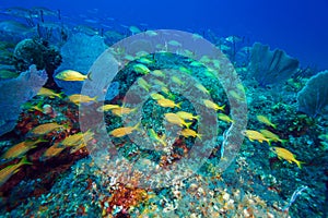 School of Snappers, Cayo Largo, Cuba
