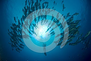 School of Snappers and diver