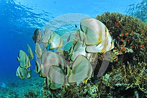 School of Spadefish