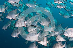 School of Spadefish swimming in the ocean.