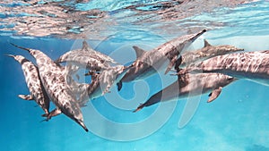 School of spinner dolphins