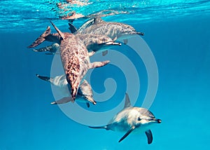 School of spinner dolphins