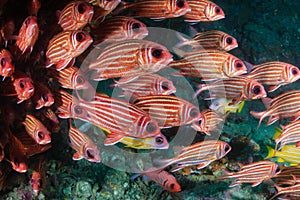 School of Squirrelfish Sargocentron sp. on a tropical coral reef
