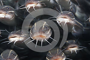 School of Striped catfish photo