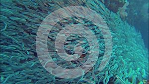 School Of Striped Catfish & Eeltail Catfishes Underwater On Tropical Coral Reef Philippines