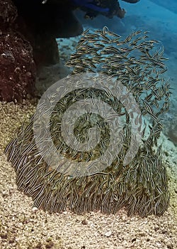 School of Striped Eel Catfish. Philippines