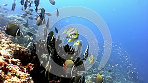 School of striped fish and lucian underwater on seabed in Maldives.