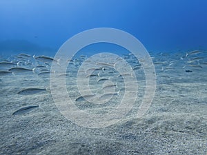 School of striped goatfish swim over sandy ocean floor in clear blue water