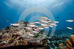 School of striped large-eye bream fish in Andaman Sea