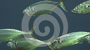 School of Striped large-eye bream Gnathodentex aureolineatus in coral of Red sea Sudan