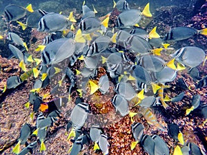 School of surgeon fish and other colorful fish