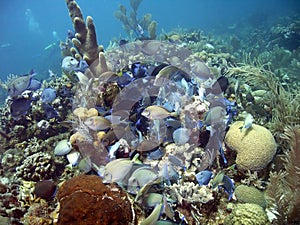 School of surgeonfish