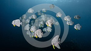 School of Teira Batfish in the blue ocean