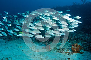 School of Tomtate Grunts