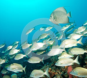 School of Tomtate Grunts