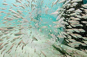 A school of Tomtate Grunts under a pier