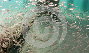 A school of Tomtate Grunts under a pier
