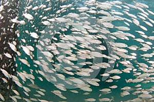 A school of Tomtate Grunts under a pier