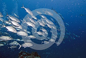 School of trevally in tropics