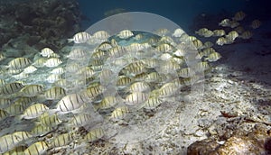 School of tropical fish - South Pacific Ocean