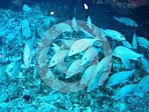 School of tropical fishes