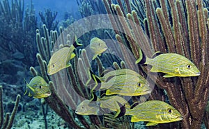 A School of Tropical french grunts