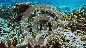 School of tropical Razorfish Aeoliscus strigatus, above hard coral reef in shallow clear water