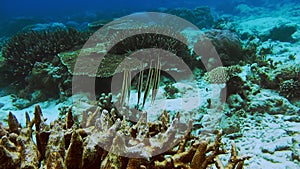 School of tropical Razorfish Aeoliscus strigatus floating above the bay bottom between hard coral reef in shallow clear