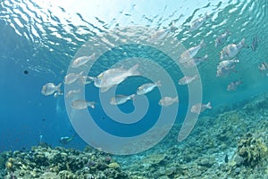 School of tropical silver fish