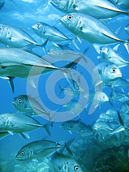 School of tuna