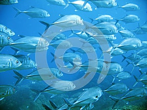 School of tuna