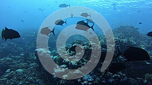 School of tuna fish on blue background of ocean sea underwater in search of food.