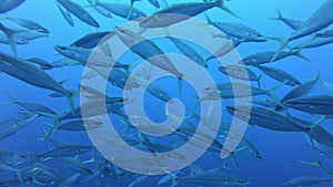 School of tuna fish on blue background of ocean sea underwater in search of food.