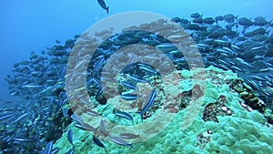 School of tuna fish on blue background of ocean sea underwater in search of food.