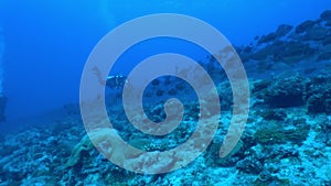 School of tuna fish on blue background of sea underwater in search of food.