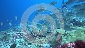 School of tuna fish on blue background of sea underwater in search of food.