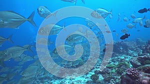 School of tuna fish on blue background of sea underwater in search of food.