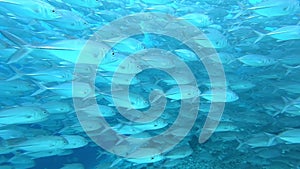 School of tuna fish on blue background of sea underwater in search of food.