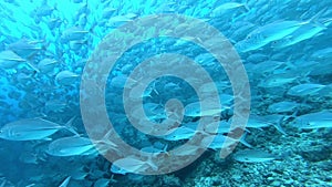 School of tuna fish on blue background of sea underwater in search of food.