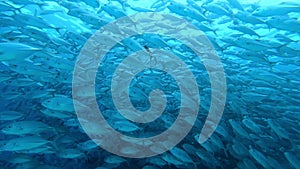 School of tuna fish on blue background of sea underwater in search of food.